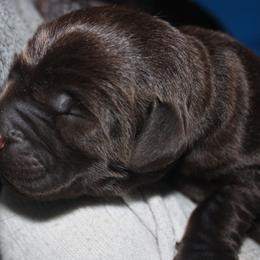 Labrador Retriever Puppies from Mythic Labradors, LLC