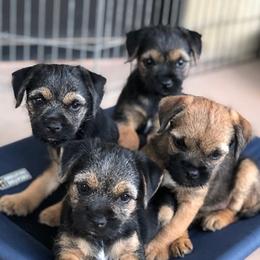 Border Terriers and Whippets from Tumbleweed