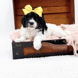 Girl 4 - female Bernedoodle puppy in North Carolina from NC Doodle Puppies
