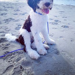 Aussiedoodle Puppies from Gore Doodle Ranch