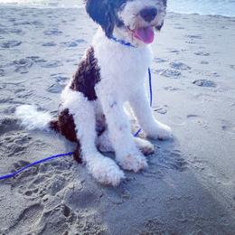 Aussiedoodle Puppies from Gore Doodle Ranch
