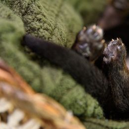 German Shepherd Puppies from Platz German Shepherds