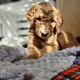 Captain - Red  Goldendoodle puppy in Longview, Washington from Goldensky Doodles