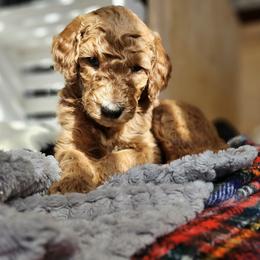 Captain - Red  Goldendoodle puppy in Longview, Washington from Goldensky Doodles