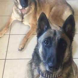 Belgian Malinois from Claudette Fischer's Belgian Malinois