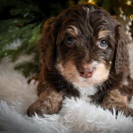 Rudolph - brown tri - Tri-color male Bernedoodle puppy in Lookout, California from Remington Kennels, LLC