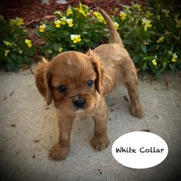 AKC White Collar - Ruby female Cavalier King Charles Spaniel puppy in Augusta, Wisconsin from My Little Pups