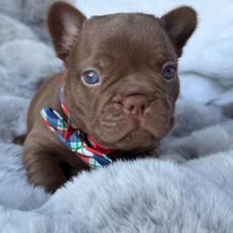 Rocky - Tricolors male French Bulldog puppy in Hemet, California from Bowman Pups