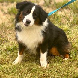 Marley - Black tri male Miniature American Shepherd puppy in Ash Grove, Missouri from 3 Barrels Farms, LLC