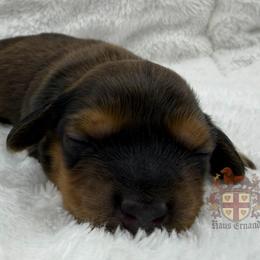 Flora - Red female Dachshund puppy in Miami, Florida from Haus Ernand Dachshunds
