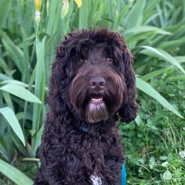 Peri - Australian Labradoodle