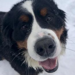 Bernese Mountain Dogs from Indianland Mountain Dogs