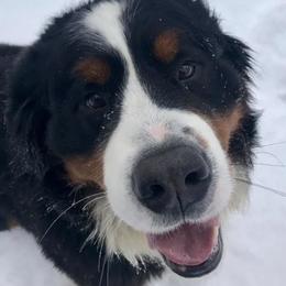 Bernese Mountain Dogs from Indianland Mountain Dogs