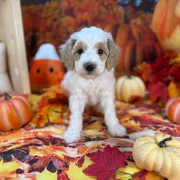 Acorn (Brown Collar) - Parti male Goldendoodle puppy in Lake Panasoffkee, Florida from Donnas Deluxe Doodles LLC