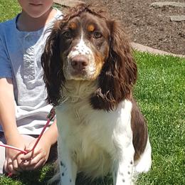 Mollie - English Springer Spaniel