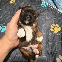 Boy 1 - Brindle male Shih Tzu puppy in Kettering, Ohio from The Ruff Life Tribe