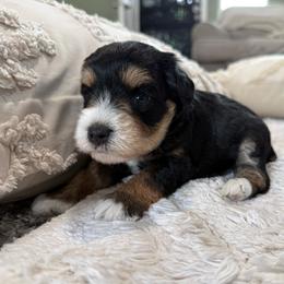 Togi - Parti male Miniature Schnauzer puppy in La Mirada, California from SchnauzersRus