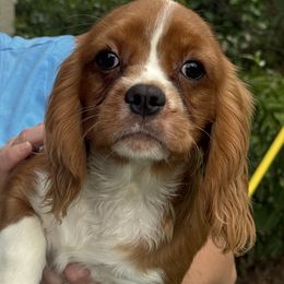 Boy 1 - Blenheim male Cavalier King Charles Spaniel puppy in Ocala Fl, Florida from Encore Cockers