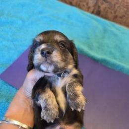 Ketchup - Black and Cream Brindle - Black and cream male Dachshund puppy in Pueblo, Colorado from HotDachs