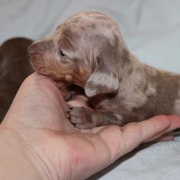 Boy 1 - Dapple male Dachshund puppy in Staley, North Carolina from Langley Farms Dachshunds