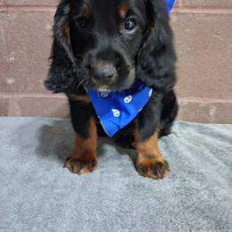 Boy 2 - Black white and tan male English Cocker Spaniel puppy in Potosi, Wisconsin from Point and Flush Gun Dogs