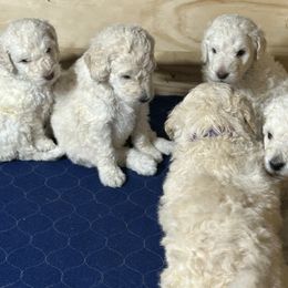 Poodle Puppies from Triangle Standards