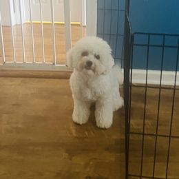 Haley - Bichon Frise