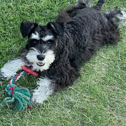 Miniature Schnauzers from Kelly's Cuties Minature Schnauzers