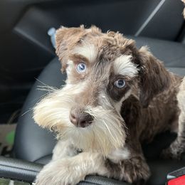 Poppy - Miniature Schnauzer