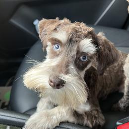 Poppy - Miniature Schnauzer