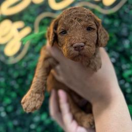 Buzz Lightyear - Red  male Goldendoodle puppy in Moreno Valley, California from Rainbow SoCal Doodles