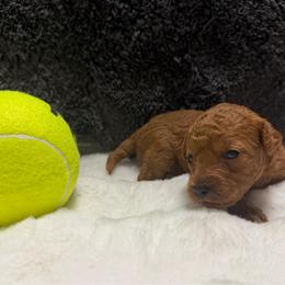 AKC Girl 2 - Red  female Poodle puppy in Southwest Ranches, Florida from Herringbone ‘s Poodles