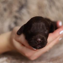 Orange - Chocolate female Australian Labradoodle puppy in Williamstown, New York from Lewis Manor Labradoodles