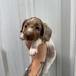 Brutus - Dapple male Dachshund puppy in Mount Vernon, Ohio from Double A Dachshunds