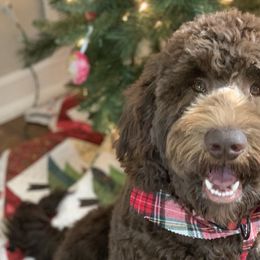 Goldendoodles from Black Sheep Goldendoodles