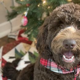 Goldendoodles from Black Sheep Goldendoodles