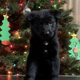 Purple collar - German Shepherd puppy from Pinegrove German Shepherds