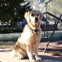 Golden Retrievers from Genevieve's Goldens