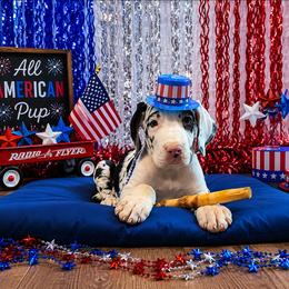 Zeppelin - Harlequin male Great Dane puppy in Brooksville, Florida from Follow My Lead Great Danes