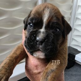 Brindle Male - Brindle male Boxer puppy in Buffalo, Wyoming from Jtbuckingham Boxers