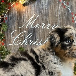 Juniper - Blue merle Australian Shepherd puppy in East Wenatchee, Washington from Flying L Aussies