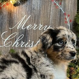 Juniper - Blue merle Australian Shepherd puppy in East Wenatchee, Washington from Flying L Aussies