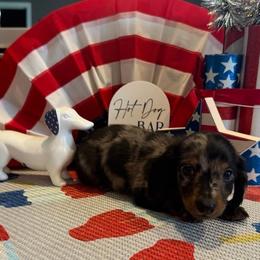 Comet - Black and tan male Dachshund puppy in Hudson, Michigan from Mittentail Kennel Miniature Dachshunds & Australian Shepherds