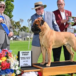 Bullmastiffs from stephanie greenwald
