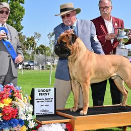 Bullmastiffs from stephanie greenwald