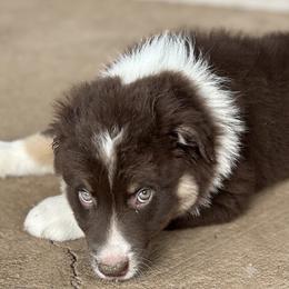 July - Red tri-color male Australian Shepherd puppy in Fort Myers, Florida from U Cross Australian Shepherds