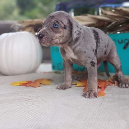 Catahoula Leopard Dog Puppies from Winged Catahoulas