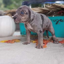 Catahoula Leopard Dog Puppies from Winged Catahoulas