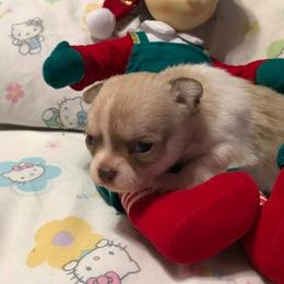 Chihuahua Puppies from Chilove Chihuahuas