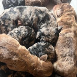 Atlas - Merle male Goldendoodle puppy in Pollock Pines, California from Penny Lane’s Doodles